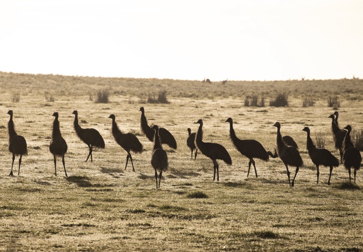 WA Tourism Emus at Cape Le Grand National Park 1200px