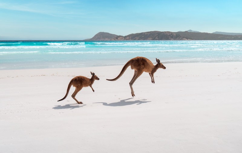 WA Tourism Lucky Bay Kanagaroos 1200px